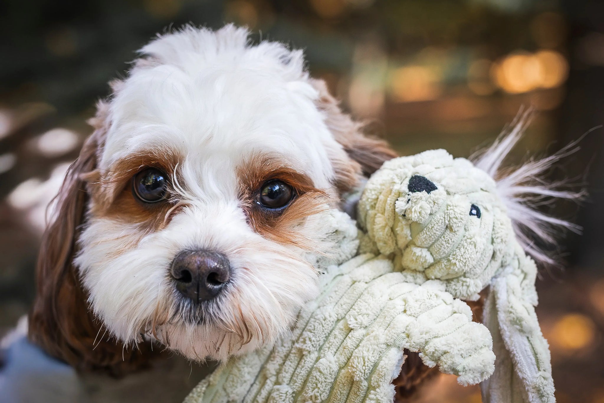 Barnyard HuggleFlatties™ Assorted Durable Plush Dog Toys (3pk) - HuggleHounds - Flyclothing LLC
