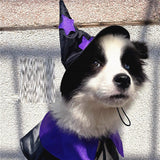 Pet Halloween Wizard Dressup Decoration Set - My Store - Flyclothing LLC