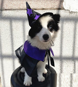 Pet Halloween Wizard Dressup Decoration Set - My Store - Flyclothing LLC