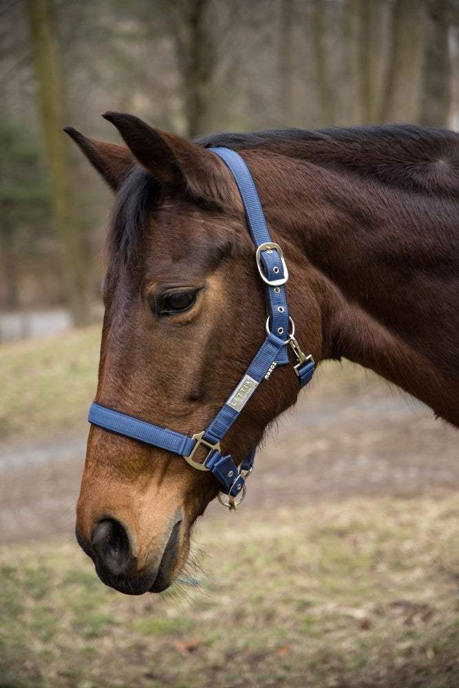 Lettia EquiFine Halter - Breeches.com - Flyclothing LLC