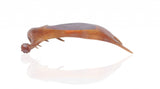 12" Brown Antler Resin Serving Tray - Homeroots - Flyclothing LLC