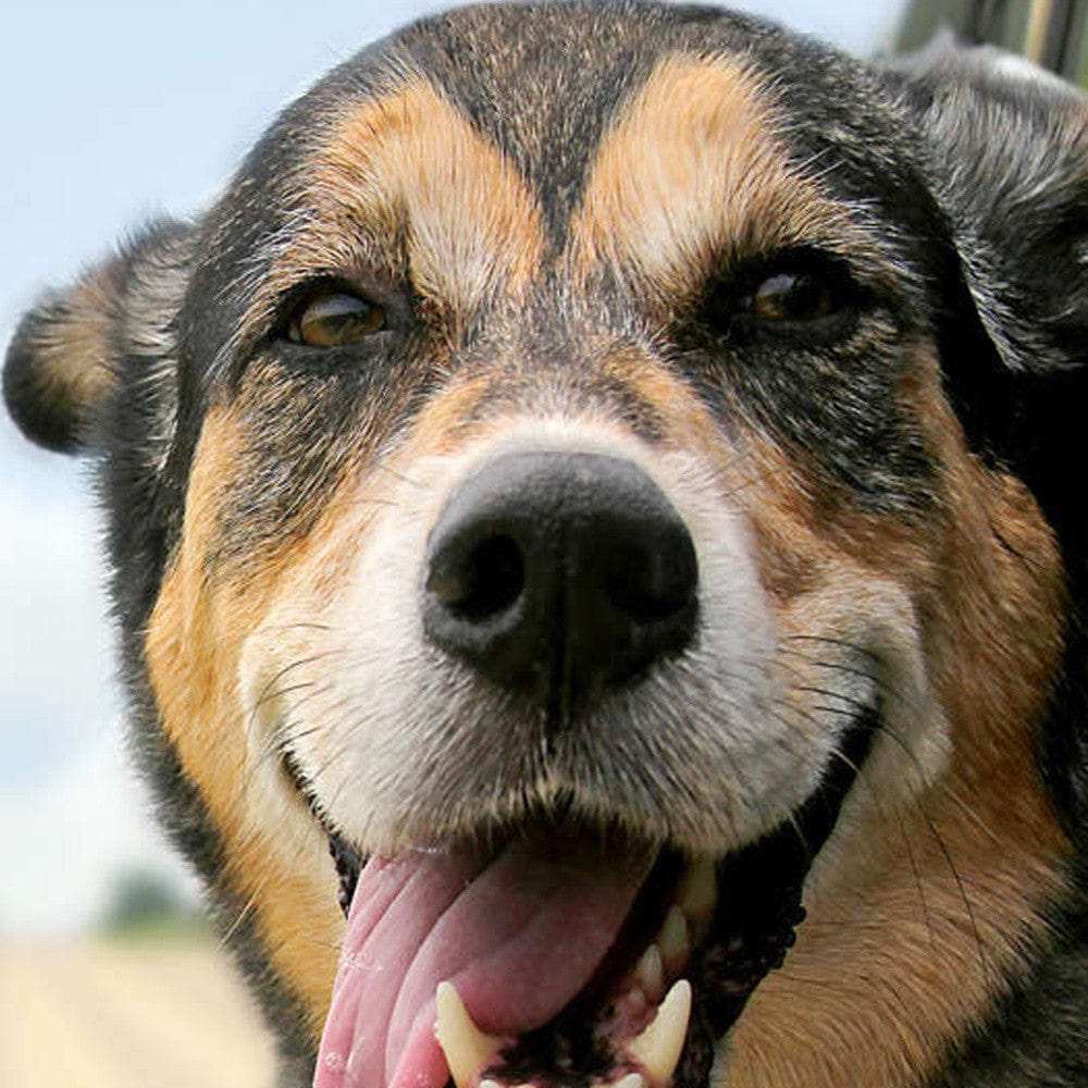 10X10 Rustic White Washed Picture Frame With Plexiglass Holder - Homeroots - Flyclothing LLC