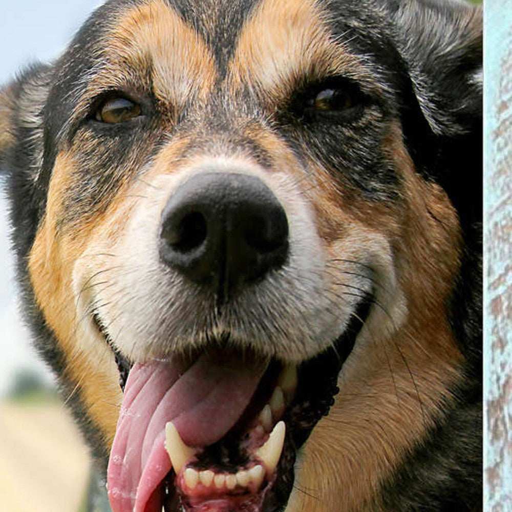 10X10 Rustic Blue Picture Frame - Homeroots - Flyclothing LLC