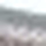 Grey Lots Of Zebras Woven Knitted Baby Blanket - Homeroots - Flyclothing LLC