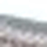 Grey Lots Of Zebras Woven Knitted Baby Blanket - Homeroots - Flyclothing LLC