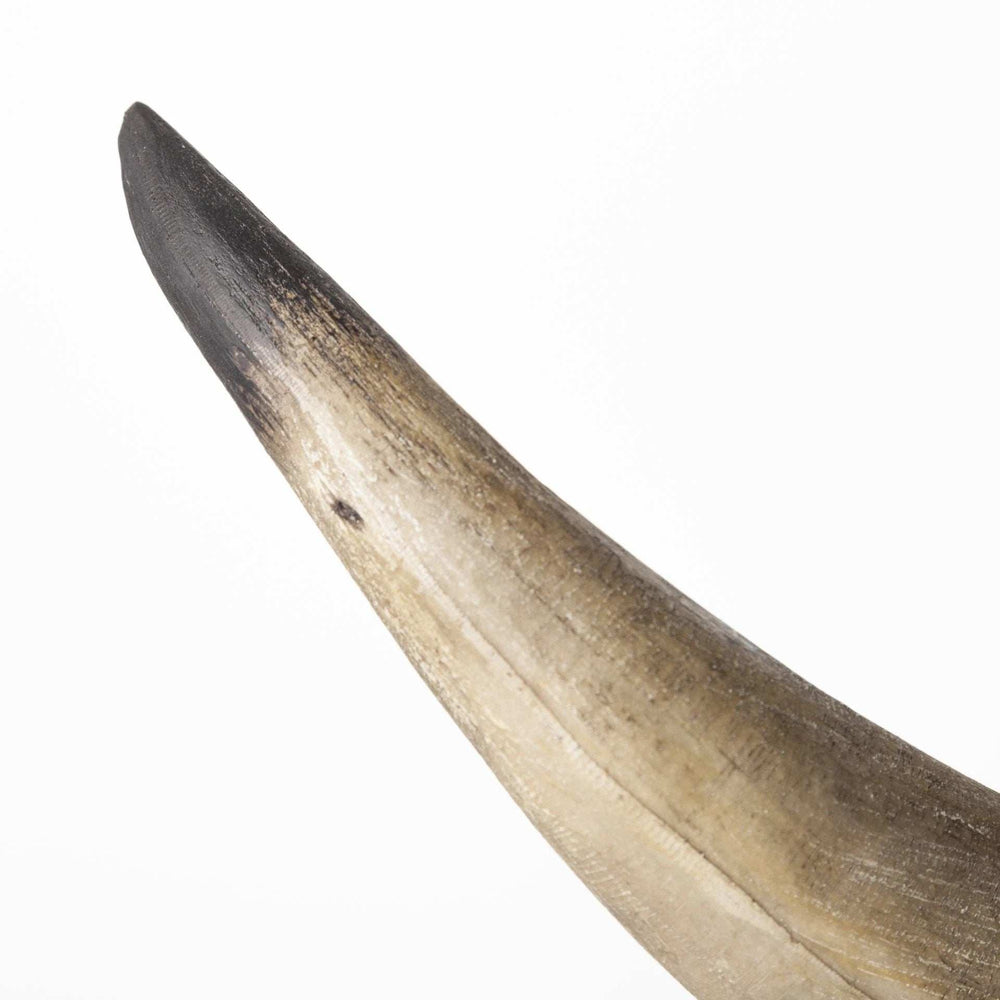 Bull Horn Replica Bookends - Homeroots - Flyclothing LLC