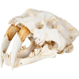 Authentic Replica Sabertooth Skull Sculpture - Homeroots - Flyclothing LLC