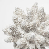 6" White Contempo Coral and Glass Sculpture - Homeroots