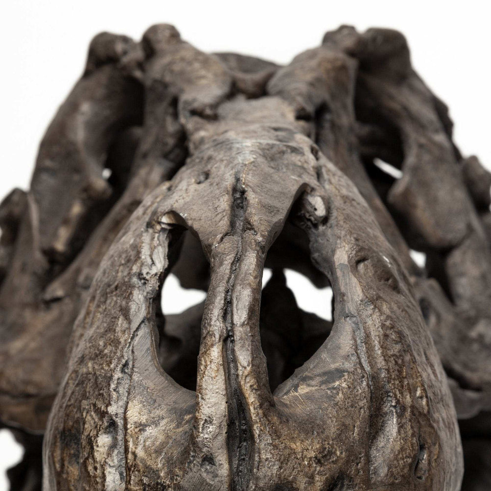 Authentic Replica T Rex Skull Sculpture - Homeroots - Flyclothing LLC
