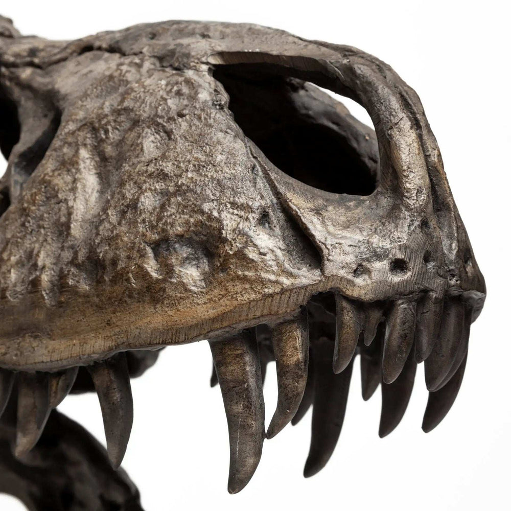 Authentic Replica T Rex Skull Sculpture - Homeroots - Flyclothing LLC