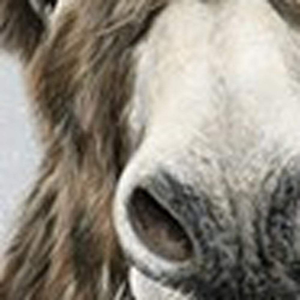 Cute Donkeys Canvas Unframed Print Wall Art - Homeroots - Flyclothing LLC