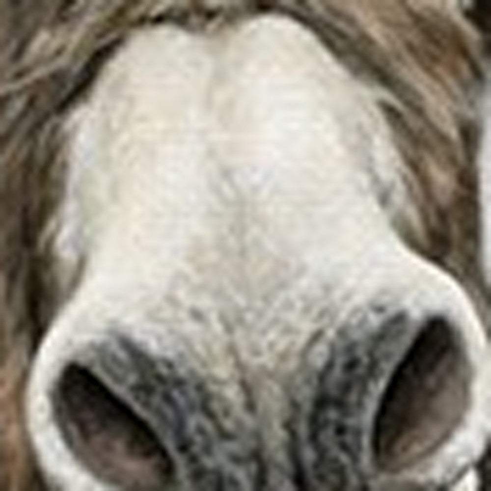 Cute Donkeys Canvas Unframed Print Wall Art - Homeroots - Flyclothing LLC