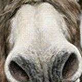 Cute Donkeys Canvas Unframed Print Wall Art - Homeroots - Flyclothing LLC