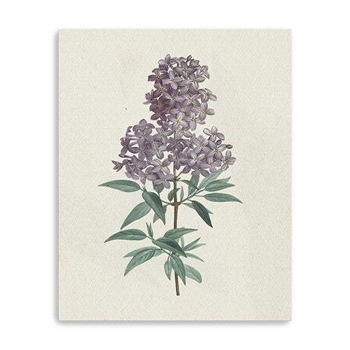 Singular Purple Blossom Branch Unframed Print Wall Art - Homeroots - Flyclothing LLC