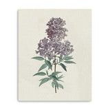 Singular Purple Blossom Branch Unframed Print Wall Art - Homeroots - Flyclothing LLC