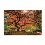 First Colors of Fall I 1 White Framed Print Wall Art - Homeroots