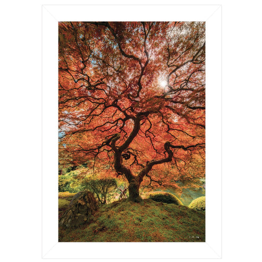 First Colors of Fall II 1 White Framed Print Wall Art - Homeroots