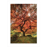 First Colors of Fall II 1 White Framed Print Wall Art - Homeroots