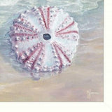 Set Of Three Shells I White Framed Print Bathroom Wall Art - Homeroots - Flyclothing LLC