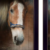 Set Of Two Two Horses Black Framed Print Wall Art - Homeroots - Flyclothing LLC