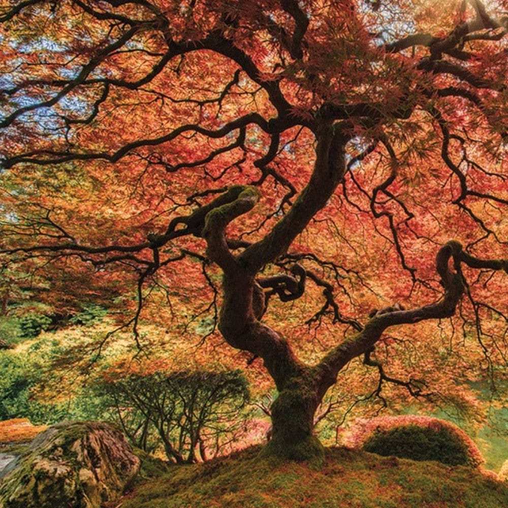 Set Of Two First Colors of Fall I White Framed Print Wall Art - Homeroots - Flyclothing LLC