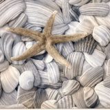 Starfish and Seashells 3 White Framed Print Wall Art - Homeroots
