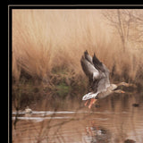 Fly Away 5 Black Framed Print Wall Art - Homeroots