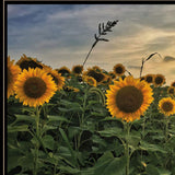 Midwest Livin I 3 Black Framed Print Wall Art - Homeroots - Flyclothing LLC