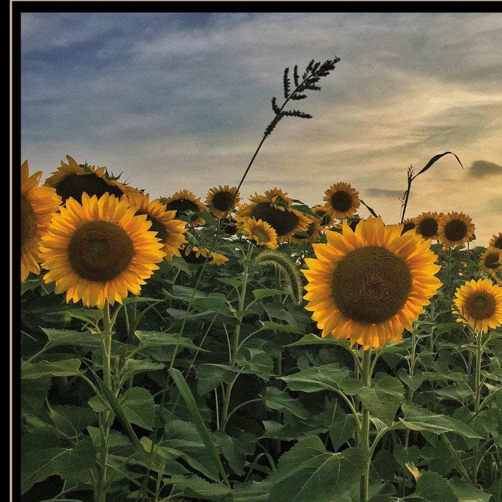 Midwest Livin I 3 Black Framed Print Wall Art - Homeroots - Flyclothing LLC