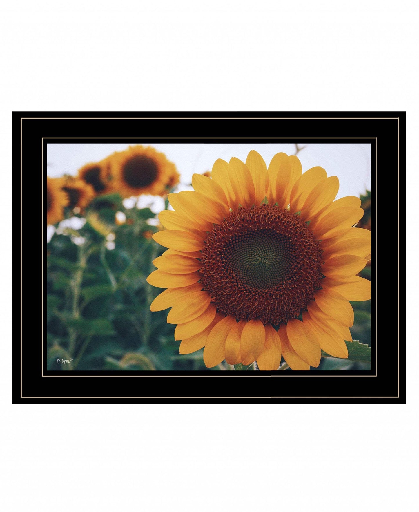 Midwest Livin II 4 Black Framed Print Wall Art - Homeroots - Flyclothing LLC