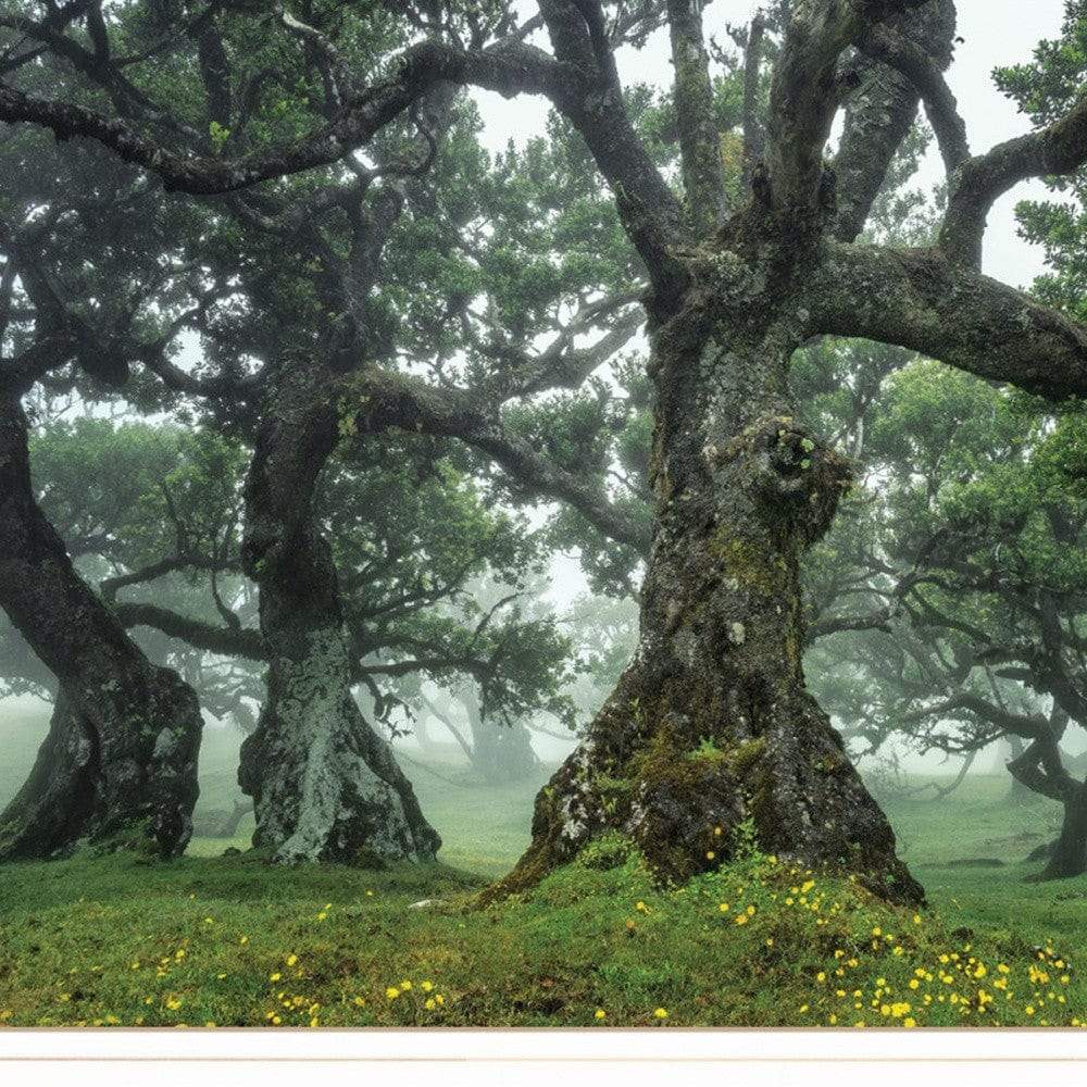 Enchanted Forest I 2 White Framed Print Wall Art - Homeroots - Flyclothing LLC
