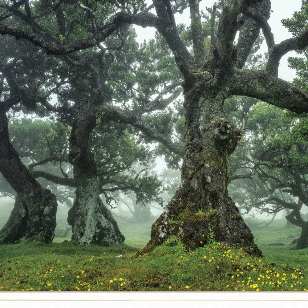 Enchanted Forest I 2 White Framed Print Wall Art - Homeroots - Flyclothing LLC