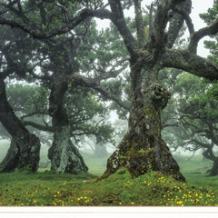 Enchanted Forest I 2 White Framed Print Wall Art - Homeroots