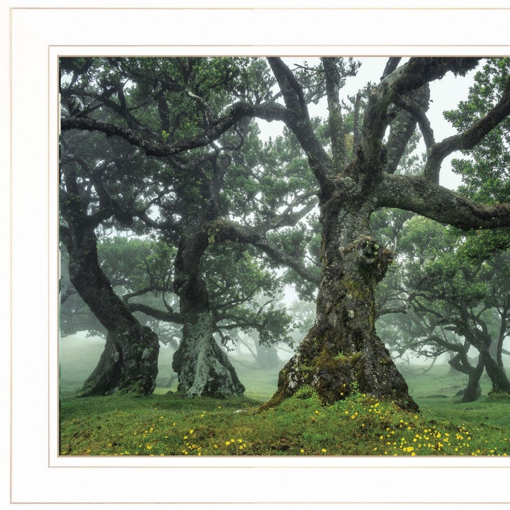 Enchanted Forest I 2 White Framed Print Wall Art - Homeroots