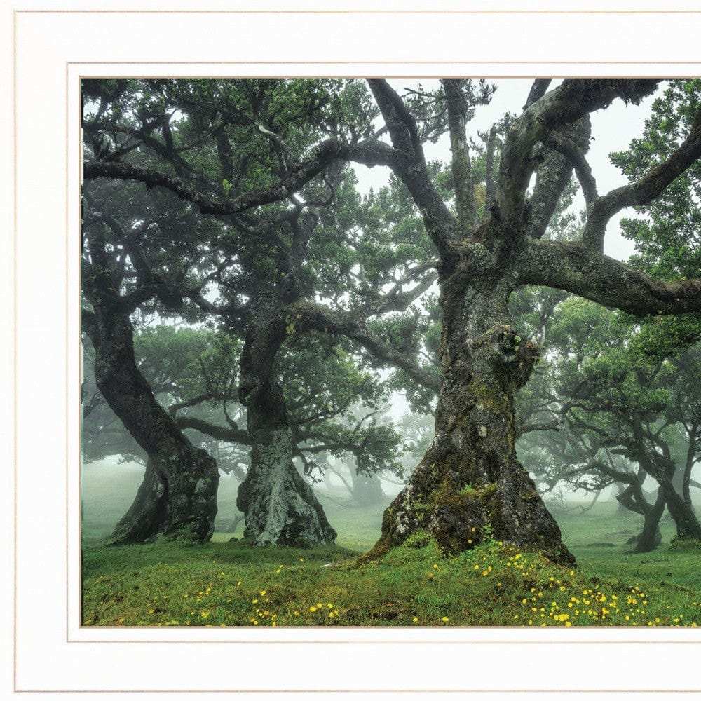 Enchanted Forest I 2 White Framed Print Wall Art - Homeroots - Flyclothing LLC