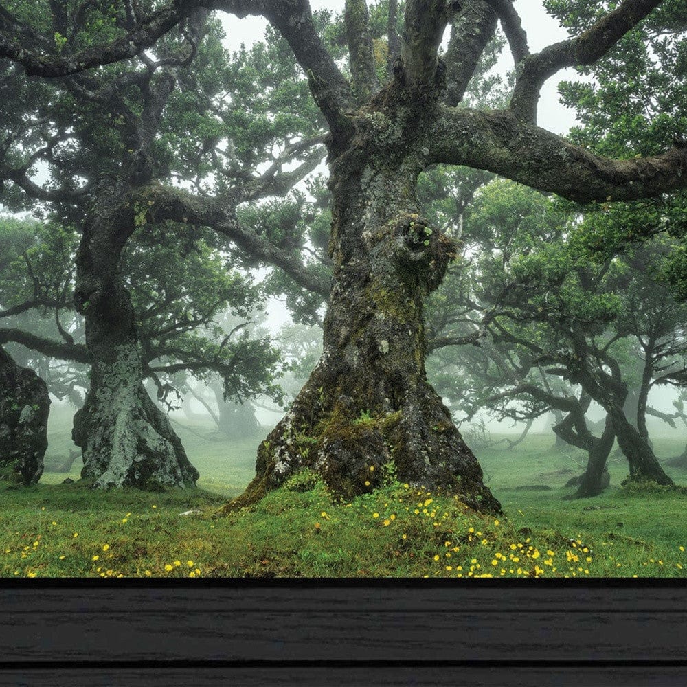 Enchanted Forest I 3 Black Framed Print Wall Art - Homeroots