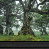 Enchanted Forest I 3 Black Framed Print Wall Art - Homeroots