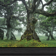 Enchanted Forest I 3 Black Framed Print Wall Art - Homeroots