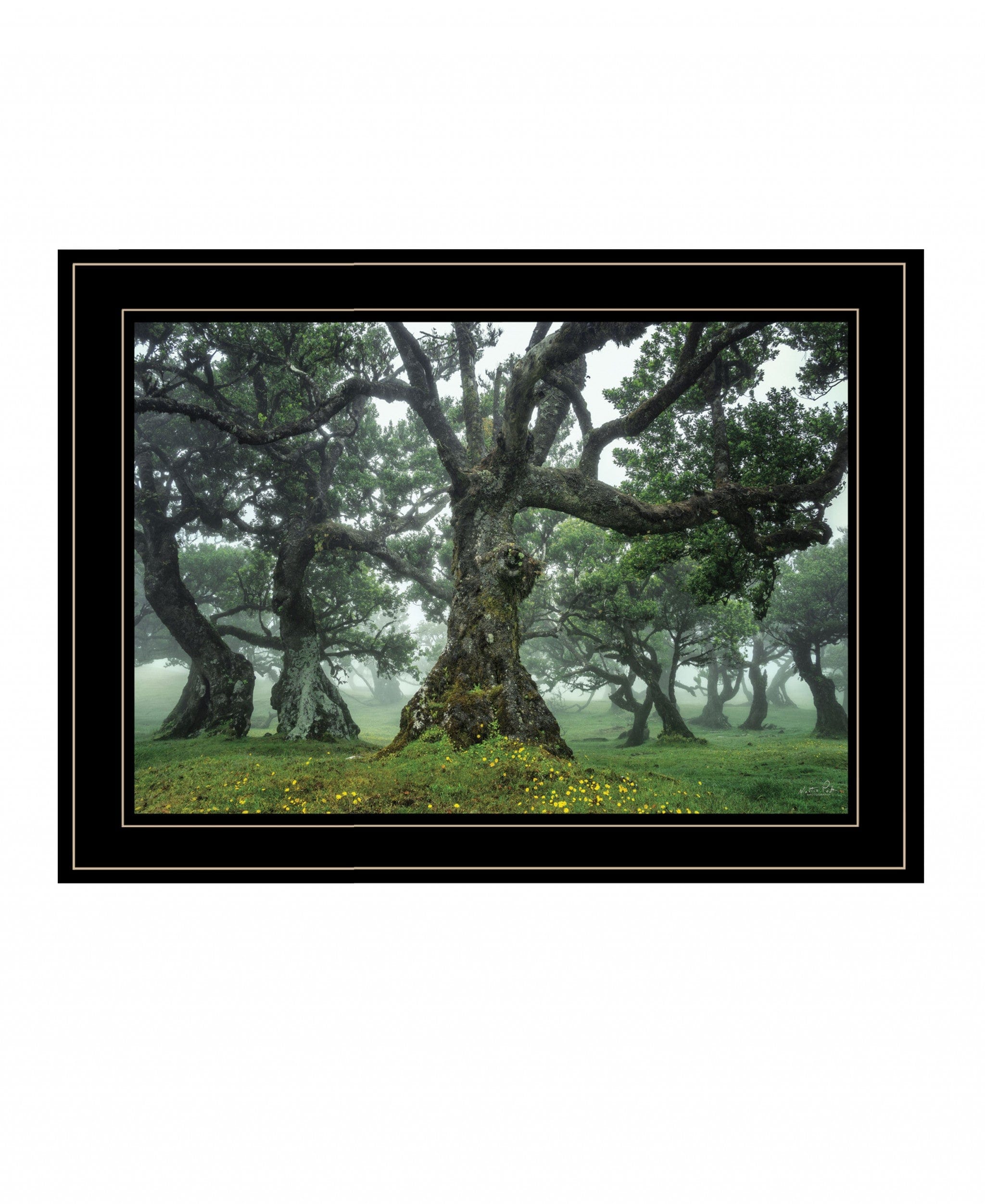 Enchanted Forest I 4 Black Framed Print Wall Art - Homeroots