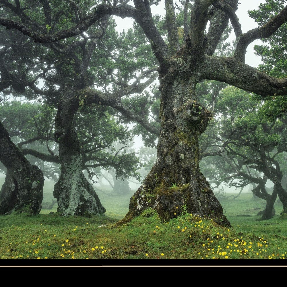 Enchanted Forest I 4 Black Framed Print Wall Art - Homeroots