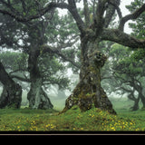 Enchanted Forest I 4 Black Framed Print Wall Art - Homeroots