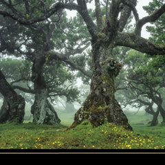 Enchanted Forest I 4 Black Framed Print Wall Art - Homeroots