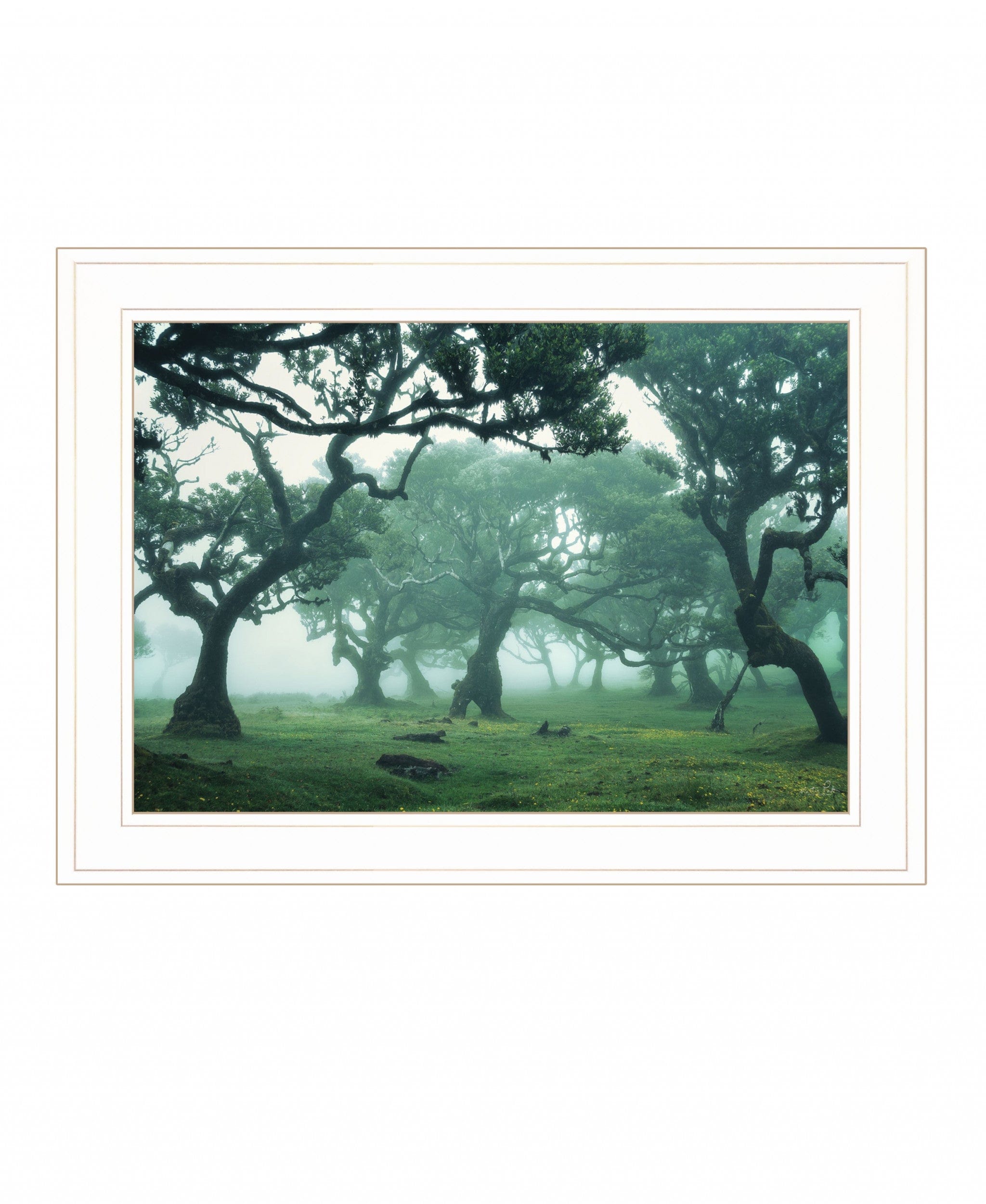 Enchanted Forest II 2 White Framed Print Wall Art - Homeroots