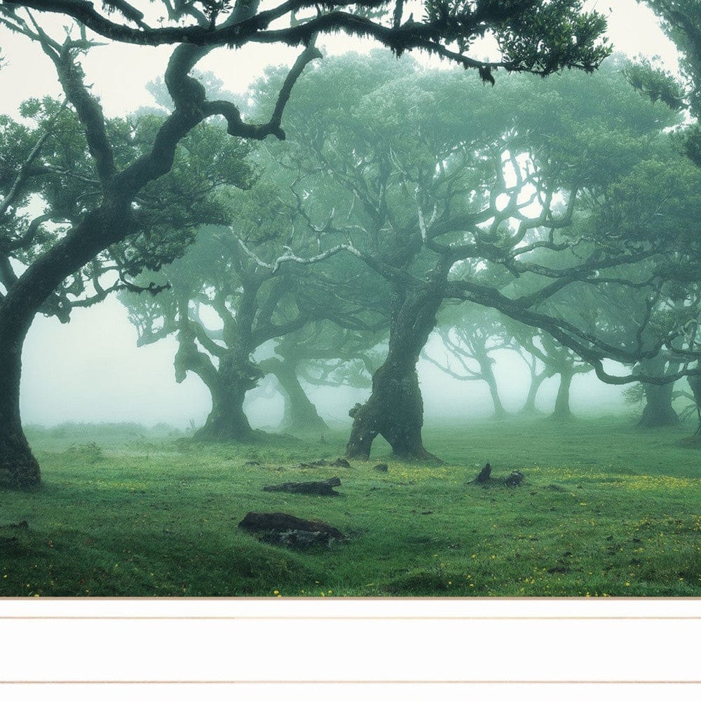Enchanted Forest II 2 White Framed Print Wall Art - Homeroots