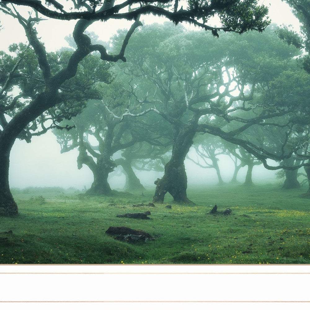 Enchanted Forest II 2 White Framed Print Wall Art - Homeroots - Flyclothing LLC