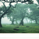 Enchanted Forest II 2 White Framed Print Wall Art - Homeroots