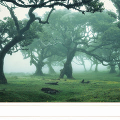 Enchanted Forest II 2 White Framed Print Wall Art - Homeroots