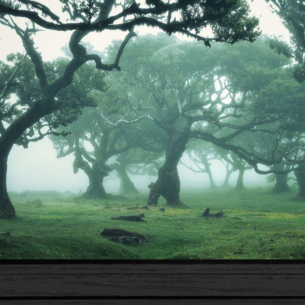 Enchanted Forest II 3 Black Framed Print Wall Art - Homeroots - Flyclothing LLC