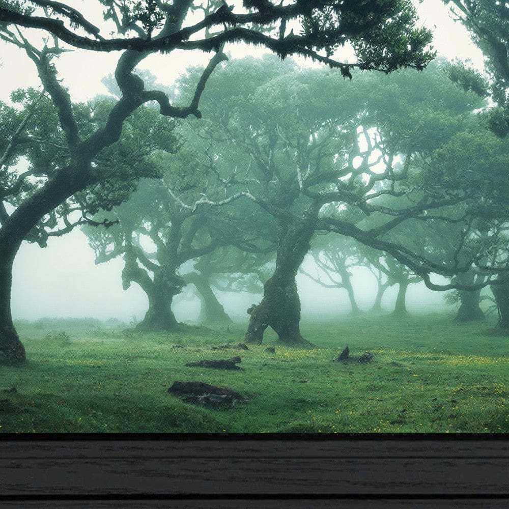 Enchanted Forest II 3 Black Framed Print Wall Art - Homeroots - Flyclothing LLC