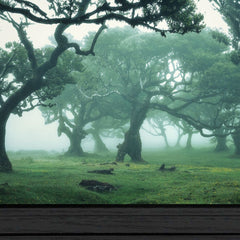 Enchanted Forest II 3 Black Framed Print Wall Art - Homeroots